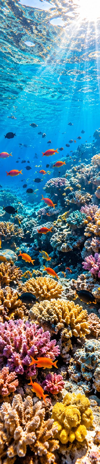 Коралловый риф и рыбы под водой в Красном море